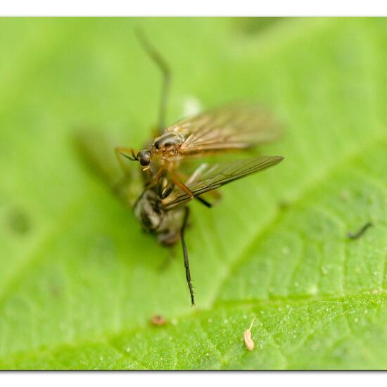 Empis trigramma: Animal in habitat Park in the NatureSpots App