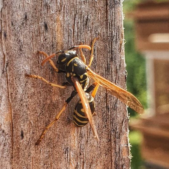 Polistes dominula: Animal in nature in the NatureSpots App