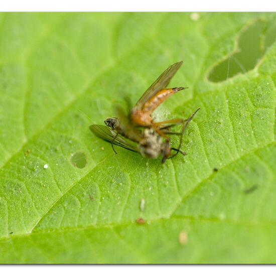 Empis trigramma: Animal in habitat Park in the NatureSpots App