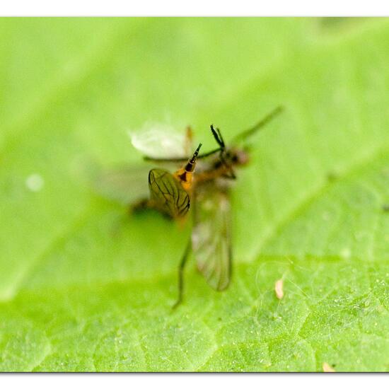 Empis trigramma: Animal in habitat Park in the NatureSpots App