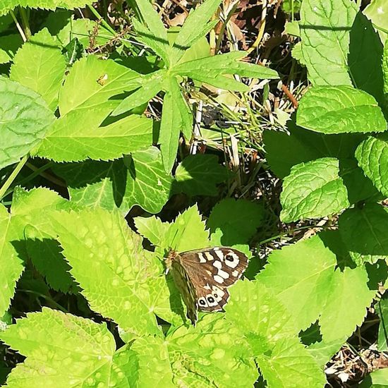 Speckled Wood: Animal in habitat Garden in the NatureSpots App