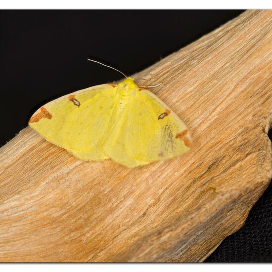 Brimstone moth: Animal in habitat Garden in the NatureSpots App