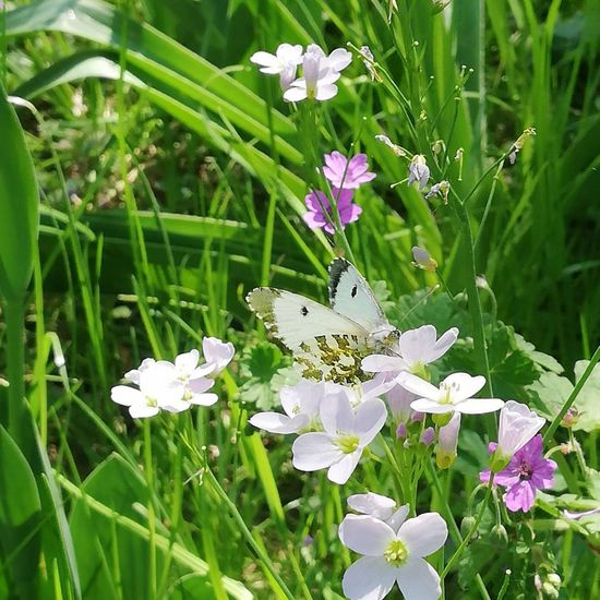 Anthocharis cardamines: Animal in habitat Garden in the NatureSpots App