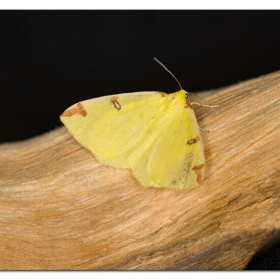 Brimstone moth: Animal in habitat Garden in the NatureSpots App