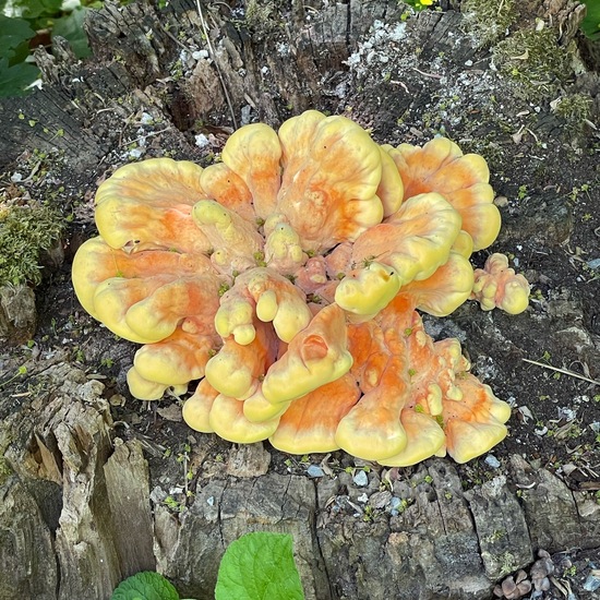 Laetiporus sulphureus: Mushroom in habitat Forest in the NatureSpots App