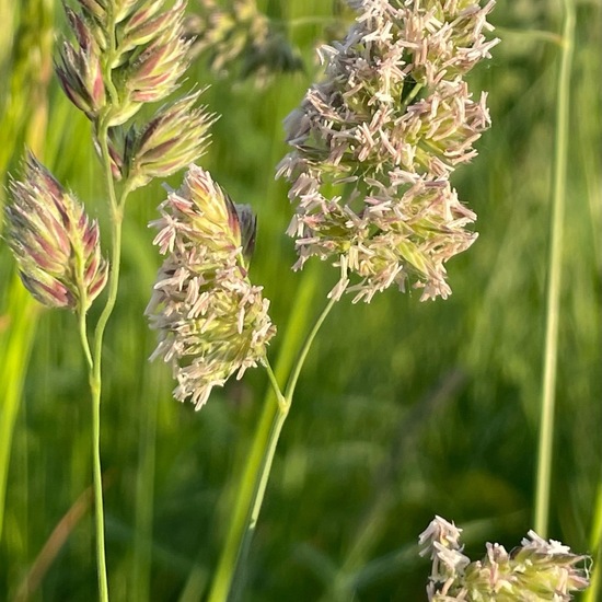 Dactylis glomerata: Plant in habitat Semi-natural grassland in the NatureSpots App