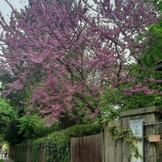 Judas tree: Plant in nature in the NatureSpots App
