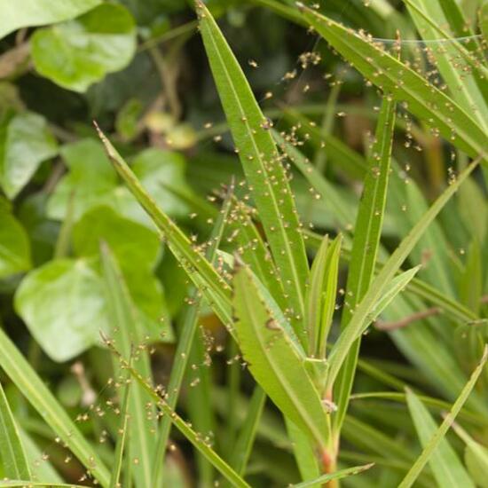 Araneus diadematus: Animal in habitat Garden in the NatureSpots App