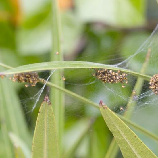 Araneus diadematus: Animal in habitat Garden in the NatureSpots App