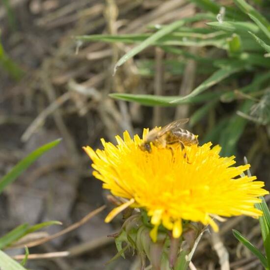 Apis mellifera: Animal in habitat Grassland in the NatureSpots App