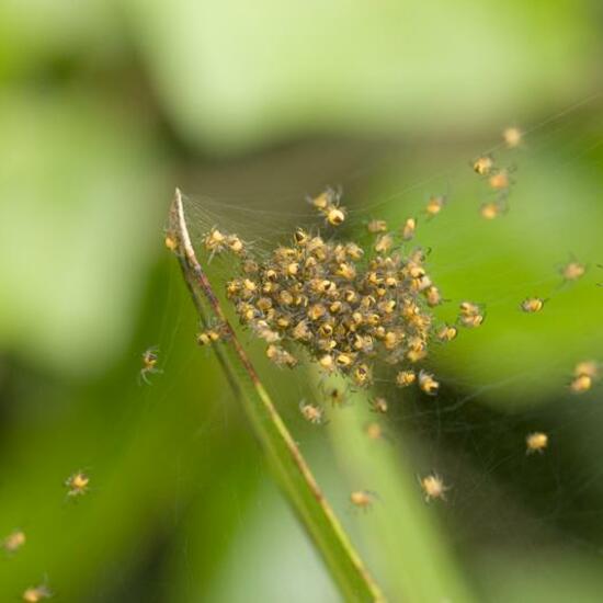 Araneus diadematus: Animal in habitat Garden in the NatureSpots App