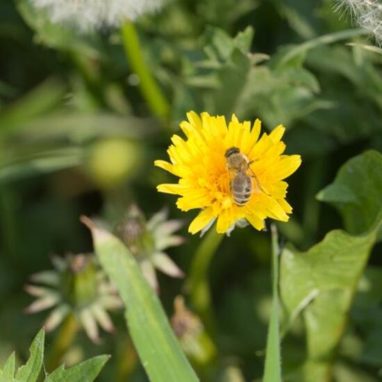 Apis mellifera: Animal in habitat Grassland in the NatureSpots App