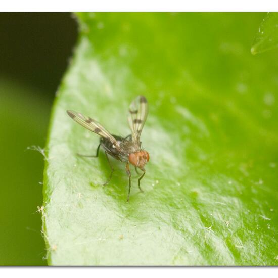 Geomyza tripunctata: Animal in habitat Garden in the NatureSpots App