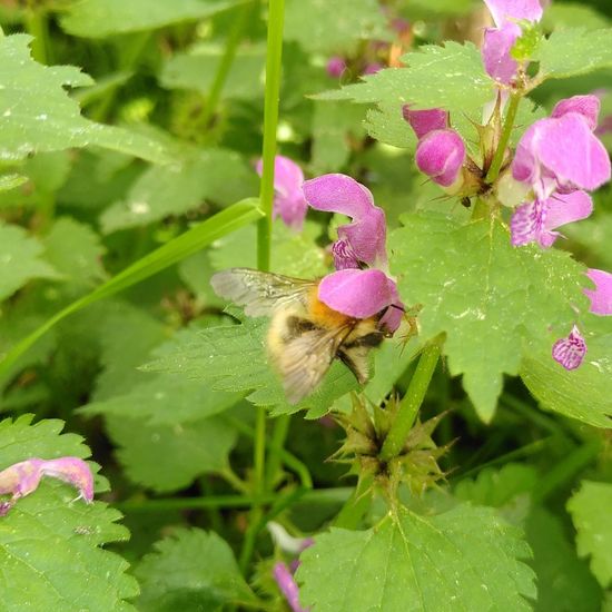 Bombus pascuorum: Animal in habitat Garden in the NatureSpots App