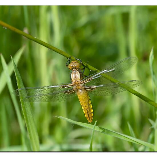 Broad-bodied Chaser: Animal in habitat Grassland in the NatureSpots App