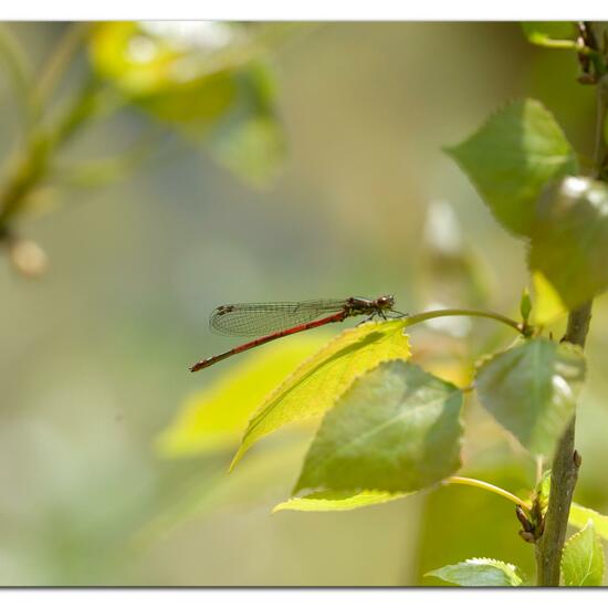 Large Red Damselfly: Animal in habitat Grassland in the NatureSpots App