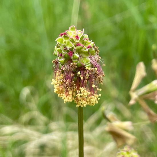 Sanguisorba: Plant in nature in the NatureSpots App