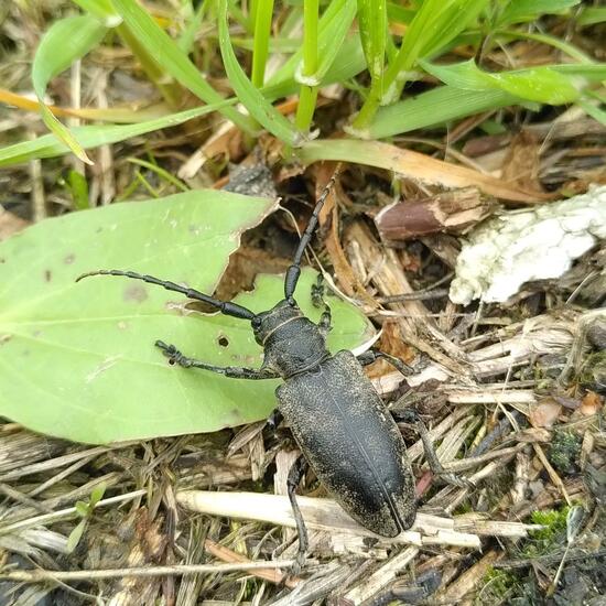 Weaver beetle: Animal in nature in the NatureSpots App