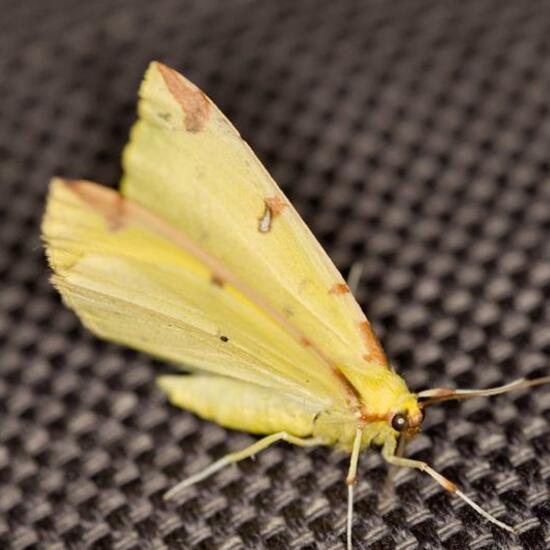 Brimstone moth: Animal in habitat Garden in the NatureSpots App