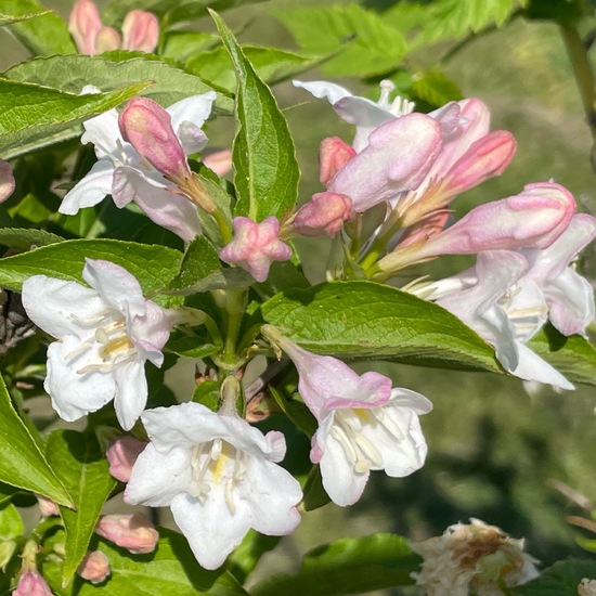 Weigela florida: Plant in habitat Park in the NatureSpots App