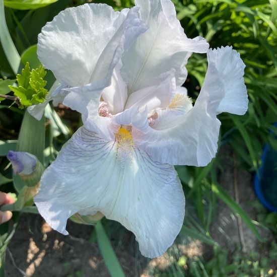 Iris germanica: Plant in habitat Garden in the NatureSpots App