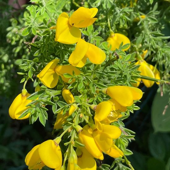 Cytisus scoparius: Plant in habitat Garden in the NatureSpots App