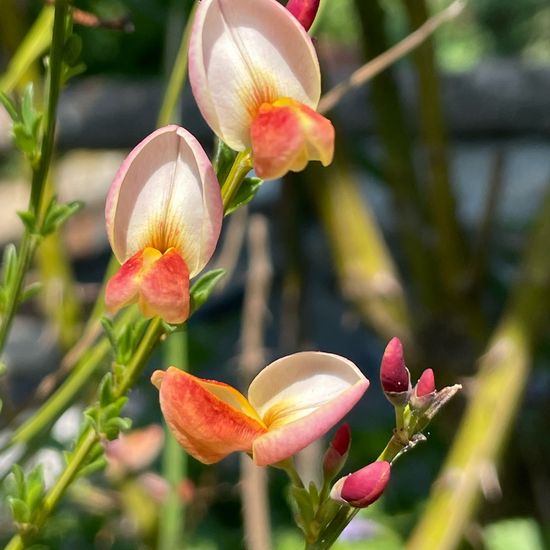 Cytisus scoparius: Plant in habitat Garden in the NatureSpots App