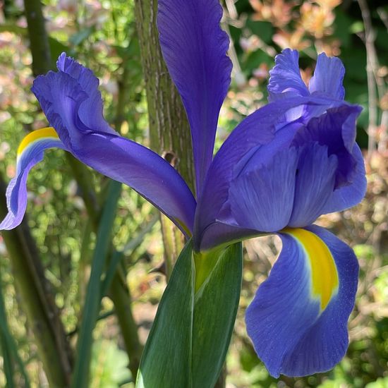 Iris xiphium: Plant in habitat Garden in the NatureSpots App