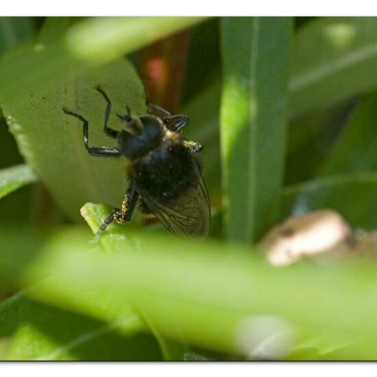 Merodon equestris: Animal in habitat Garden in the NatureSpots App