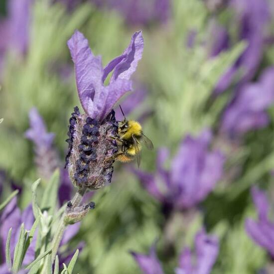 Early bumblebee: Animal in habitat Garden in the NatureSpots App