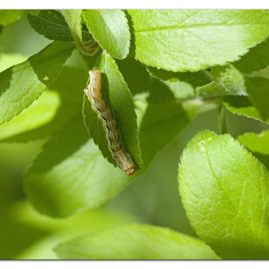 Mottled Umber: Animal in habitat Grassland in the NatureSpots App