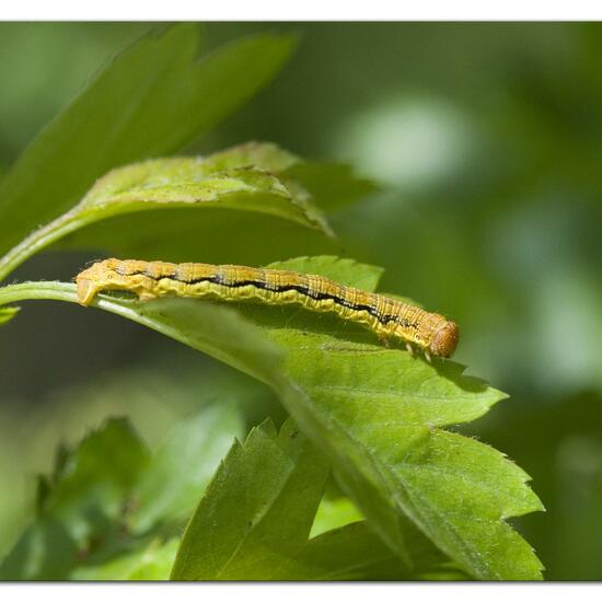 Mottled Umber: Animal in habitat Grassland in the NatureSpots App