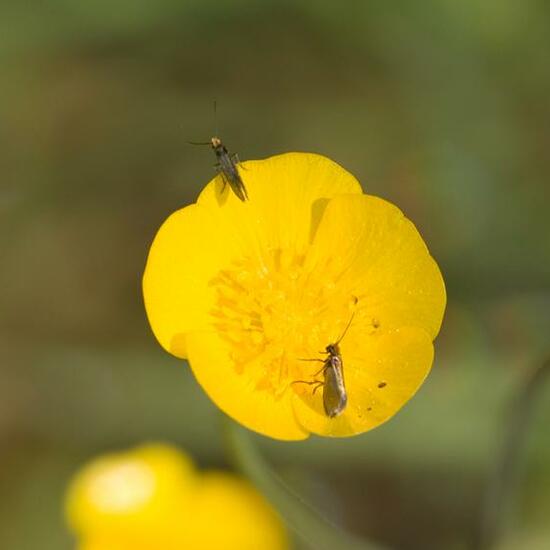 Micropterix calthella: Animal in habitat Garden agriculture in the NatureSpots App