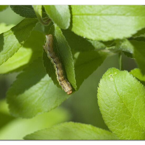 Mottled Umber: Animal in habitat Grassland in the NatureSpots App