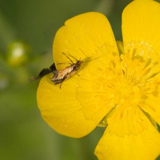 Micropterix calthella: Animal in habitat Garden agriculture in the NatureSpots App