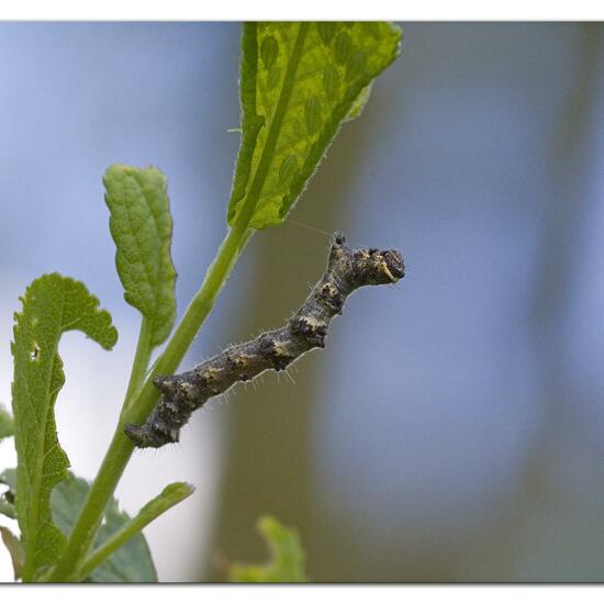 Phigalia pilosaria: Animal in habitat Grassland in the NatureSpots App