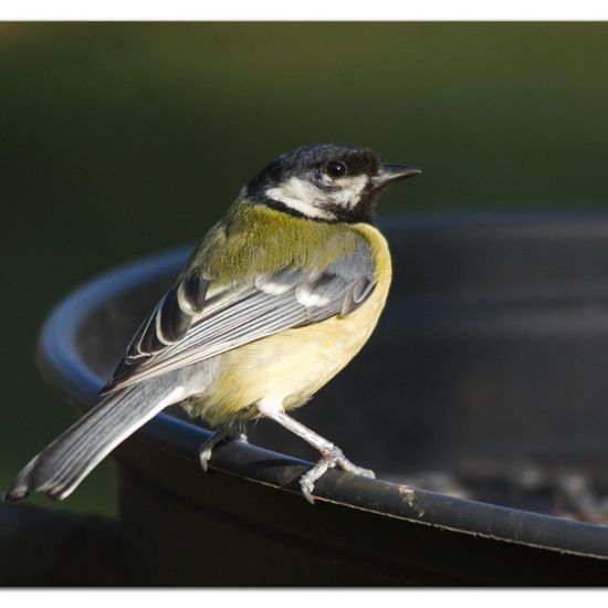 Great Tit: Animal in habitat Backyard in the NatureSpots App