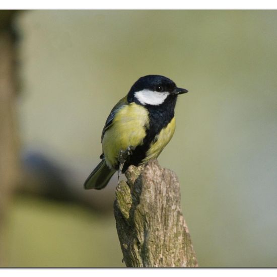 Great Tit: Animal in habitat Backyard in the NatureSpots App