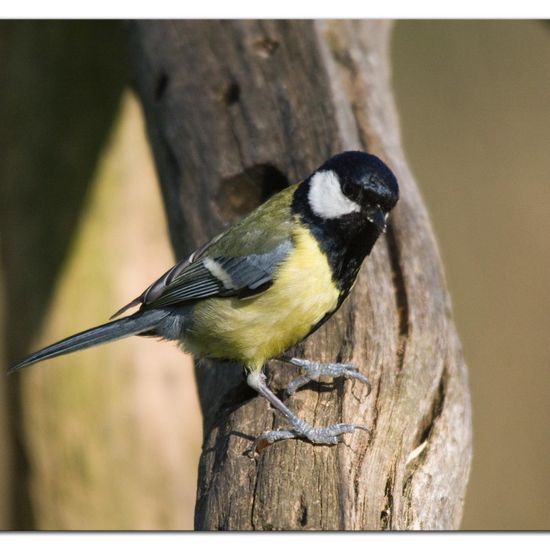 Great Tit: Animal in habitat Backyard in the NatureSpots App