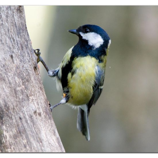 Great Tit: Animal in habitat Backyard in the NatureSpots App