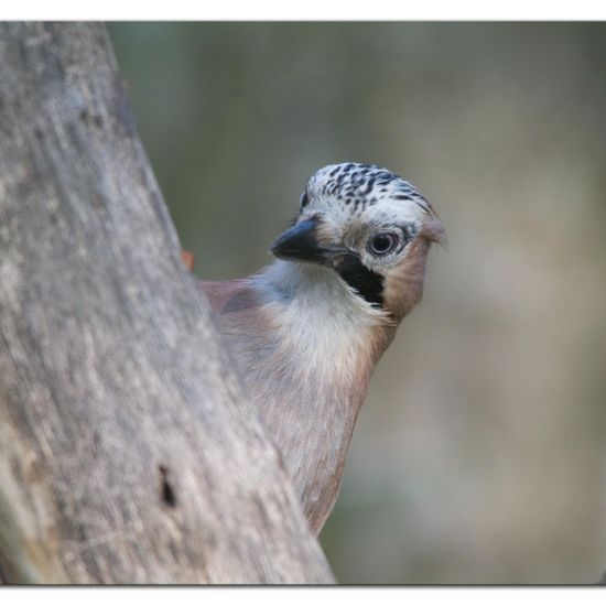 Eurasian Jay: Animal in habitat Backyard in the NatureSpots App