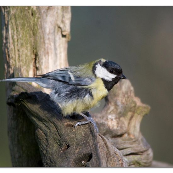 Great Tit: Animal in habitat Backyard in the NatureSpots App