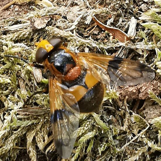 Volucella inflata: Animal in habitat Temperate forest in the NatureSpots App