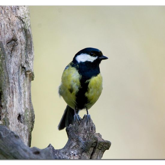 Great Tit: Animal in habitat Backyard in the NatureSpots App