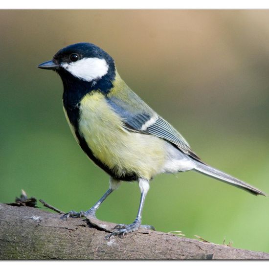 Great Tit: Animal in habitat Backyard in the NatureSpots App