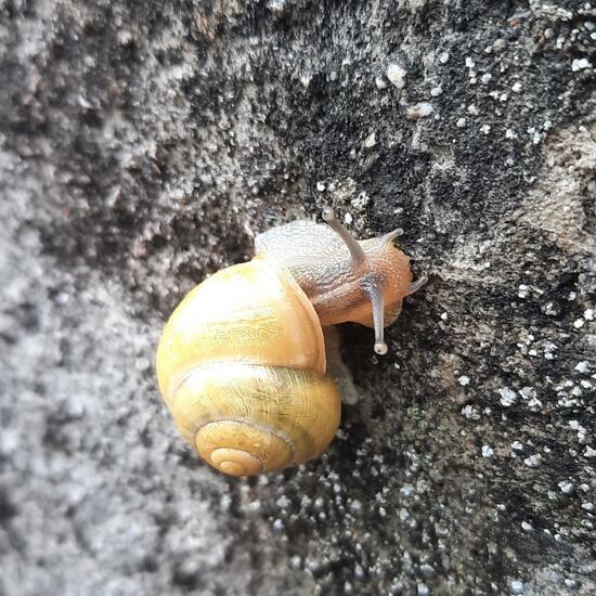 White-lipped snail: Animal in habitat City and Urban in the NatureSpots App