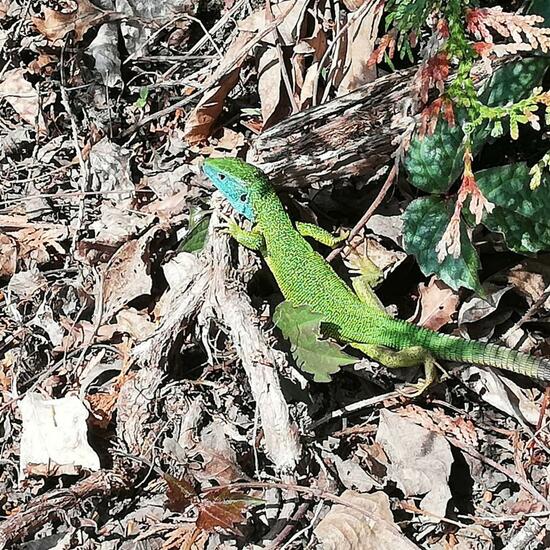 European green lizard: Animal in habitat Garden in the NatureSpots App