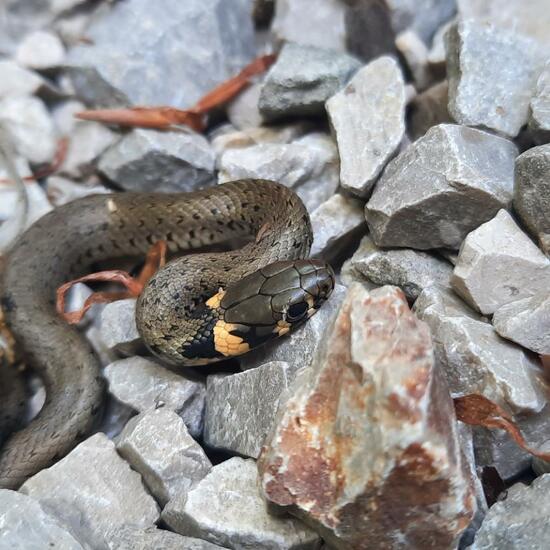 Grass snake: Animal in nature in the NatureSpots App