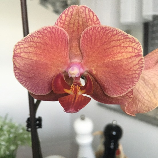 Orchidaceae: Plant in habitat Living space or Indoor in the NatureSpots App