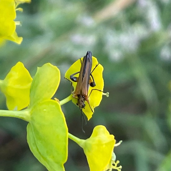 Oedemeridae: Animal in habitat Agricultural meadow in the NatureSpots App